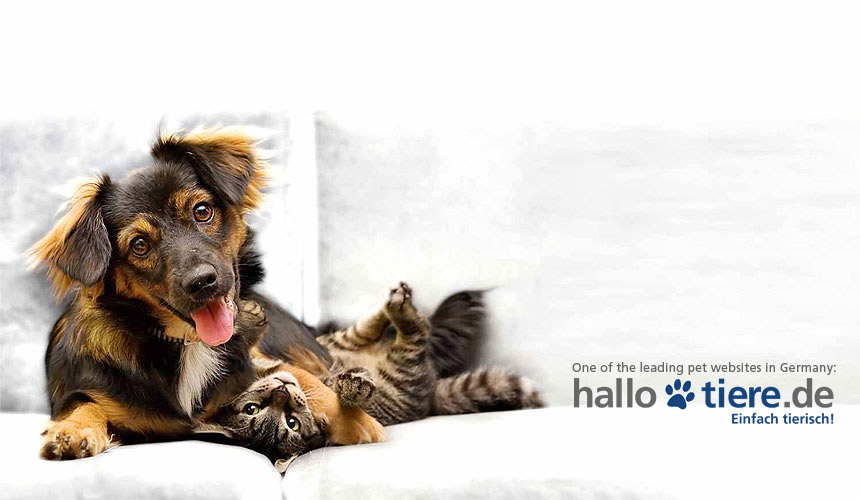 Горилы. Подавляющее большинство животных. Двойные половые признаки. Какая температура тела у животных. Подавляющее большинство животных.